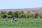 Dramatic agriculture landscape of an onion field with Haitian farm workers close to the coast in dominican republic.