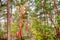 Dramatic Arbutus tree in the Gulf Islands off the shores of Vancouver Island