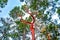 Dramatic Arbutus tree in the Gulf Islands off the shores of Vancouver Island