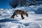 Dramatic Arctic Fox Eating Food