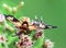 Dramatic artistic macro photography closeup of insect Wasp Moth . Beautiful winged creature in sunlight.