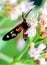 Dramatic artistic macro photography closeup of insect Wasp Moth . Beautiful winged creature in sunlight.