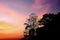 Dramatic atmosphere panorama view of silhouette plants.