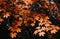 Dramatic autumn leaves bokeh background