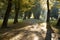 Dramatic autumn park outdoor city square nature environment asphalt road and sun rise rays light thorough trees foliage morning