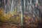 Dramatic awe-inspiring forest landscape in late fall