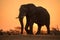 A dramatic backlit portrait of an elephant walking with a golden sunset in the background