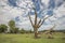 Dramatic, bare tree in green meadow