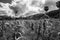 Dramatic black and white image of a corn field in the mountains of the dominican republic