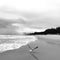 Dramatic black-and-white shot of a seagull taking a flight on a beach