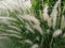 Dramatic blue sky with cogon grass flower in the front