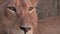 Dramatic close shot of lions alert eyes