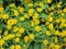 Dramatic close up beautiful Little Yellow Star flower Melampodium divaricatum on green garden background