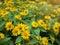 Dramatic close up beautiful Little Yellow Star flower Melampodium divaricatum on green garden background