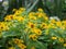 Dramatic close up beautiful Little Yellow Star flower Melampodium divaricatum on green garden background