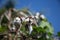 Dramatic close up image of a cotton tree blooming with an invasion of insects in the dominican republic.