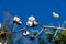 Dramatic close up image of a cotton tree blooming with an invasion of insects in the dominican republic.