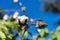 Dramatic close up image of a cotton tree blooming with an invasion of insects in the dominican republic.