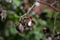 Dramatic close up image of a cotton tree blooming with an invasion of insects in the dominican republic.