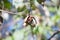 Dramatic close up image of a cotton tree blooming with an invasion of insects in the dominican republic.