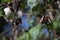 Dramatic close up image of a cotton tree blooming with an invasion of insects in the dominican republic.