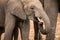 A dramatic close-up portrait photograph of a young elephant splashing water from its trunk