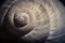 Dramatic close up of spiral shell,