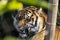 Dramatic close-up of a Sumatran tiger baring its teeth