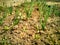 Dramatic close-up of young onion small biological farm sprout growing from dry dirt soil in home greenhouse