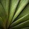 Dramatic Close-up Of Yucca Leaf: Organic Contours And Soft Lighting