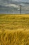 Dramatic cloud sky over cornfield with dark rain clouds and power lines and wind turbines