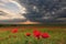 Dramatic clouds over poppy field at sunset