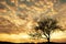 Dramatic cloudscape over lonely tree at sunrise