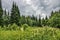 Dramatic cloudy sky over flowering meadow and coniferous forest