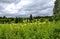 Dramatic cloudy sky over flowering meadow and coniferous forest