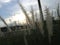 Dramatic cogon grass flower and beautiful sky in the background