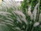 Dramatic cogon grass flower and beautiful sky in the background