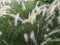 Dramatic cogon grass flower and beautiful sky in the background