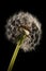 Dramatic Dandelion Seed Pod Close-up on Black