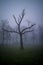 Dramatic dark trees with branches on the foggy scary day, scary and halloween concept