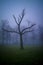 Dramatic dark trees with branches on the foggy scary day, scary and halloween concept