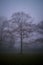 Dramatic dark trees with branches on the foggy scary day, scary and halloween concept