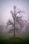 Dramatic dark trees with branches on the foggy scary day, scary and halloween concept