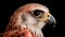 Dramatic Environmental Portrait Of Red-tailed Kestrel On Black Background