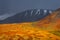 Dramatic fiery colorful mountain landscape with a hillside in golden sunlight in autumn. Mountain plateau with a dwarf birch and