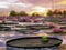 Dramatic fiery sunset reflecting in the pond surface with waterlily plants