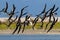 Dramatic flock of Black skimmers making a turn at Stump pass, Florida.