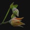 Dramatic flower buds of Hibiscus tiliaceus