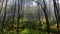 Dramatic Foggy Pine Forest with sunshine