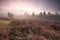 Dramatic foggy sunrise over heather flowers